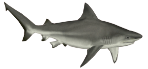 Shark PNG-18816